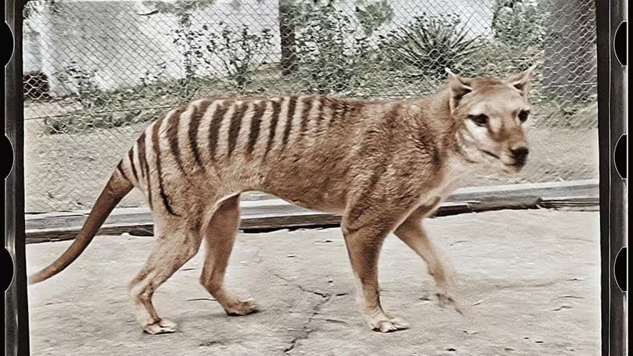Thylacine - Literary Bites cover