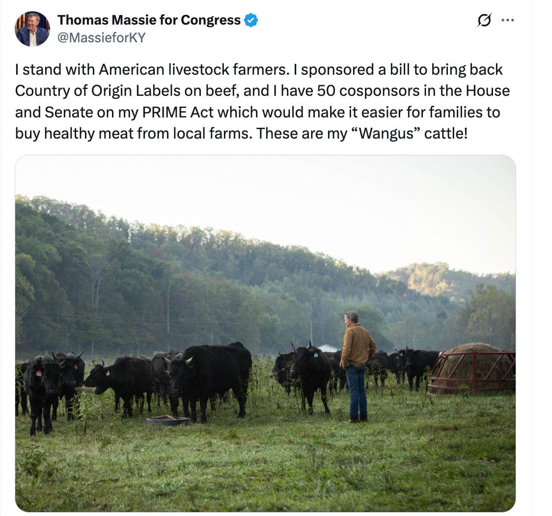 Why Tony Fauci Must LOVE Anti-ICE Violence - The Todd Herman Show cover