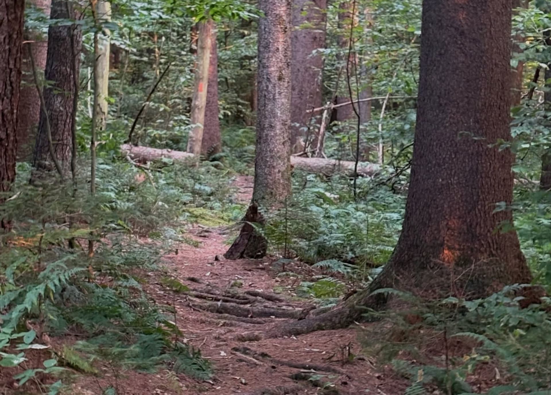 Face down on the trail at mile 7 - Run to Write cover