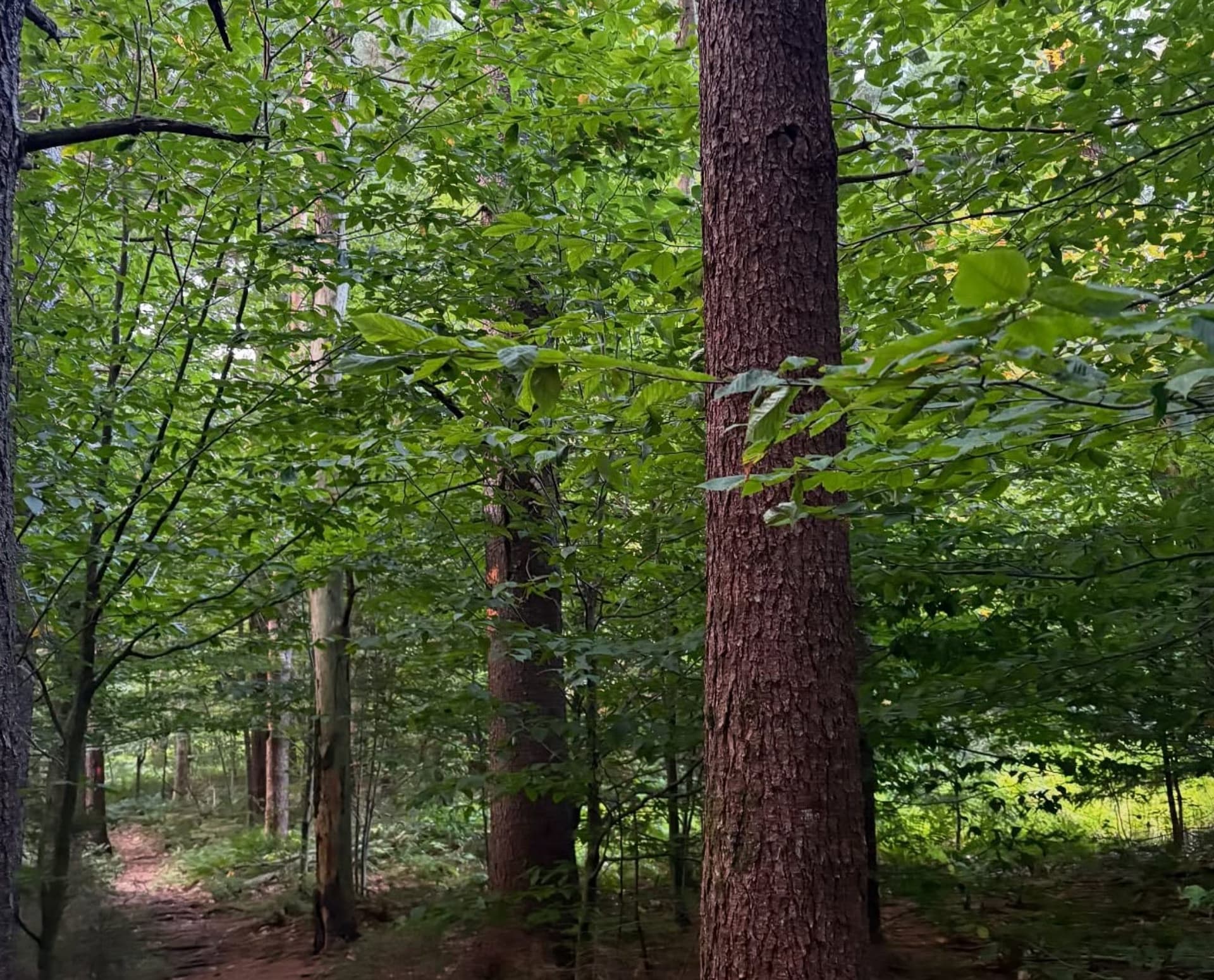 Trail running on a throbbing ankle - Run to Write cover