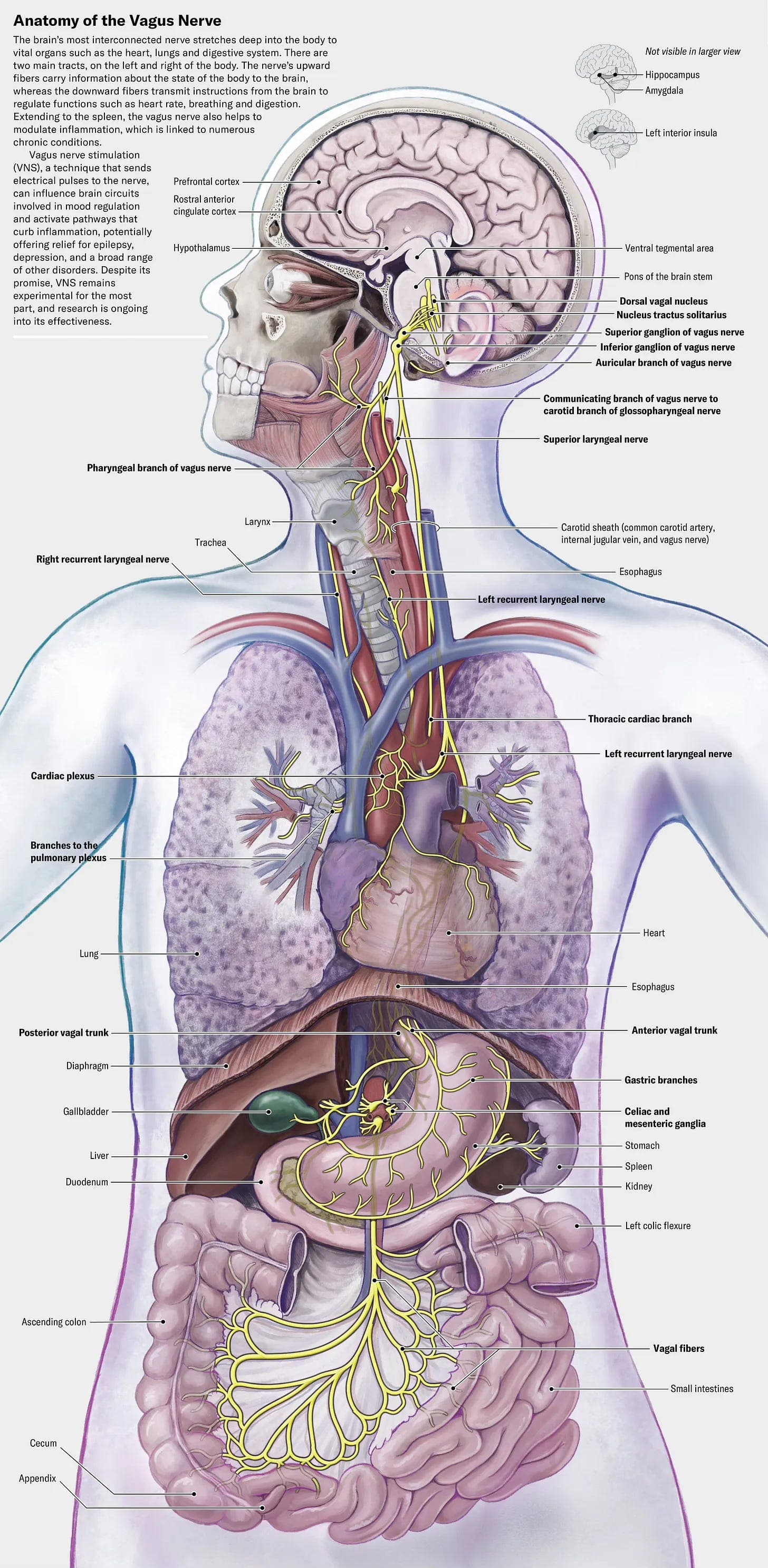 Vagus Nerve Stimulation and the Immune System - Ground Truths cover
