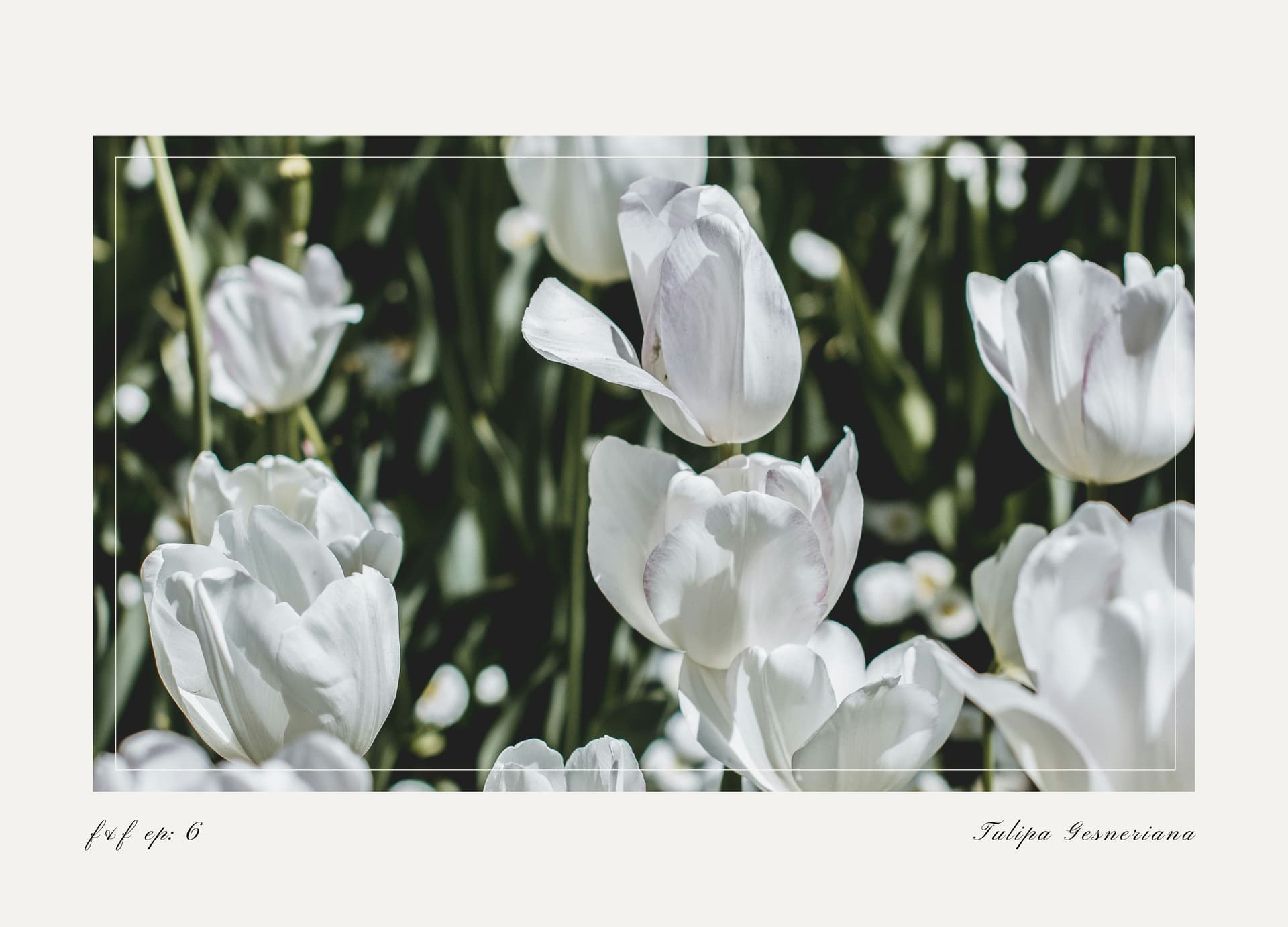 Tulip - Flowers & Folklore cover