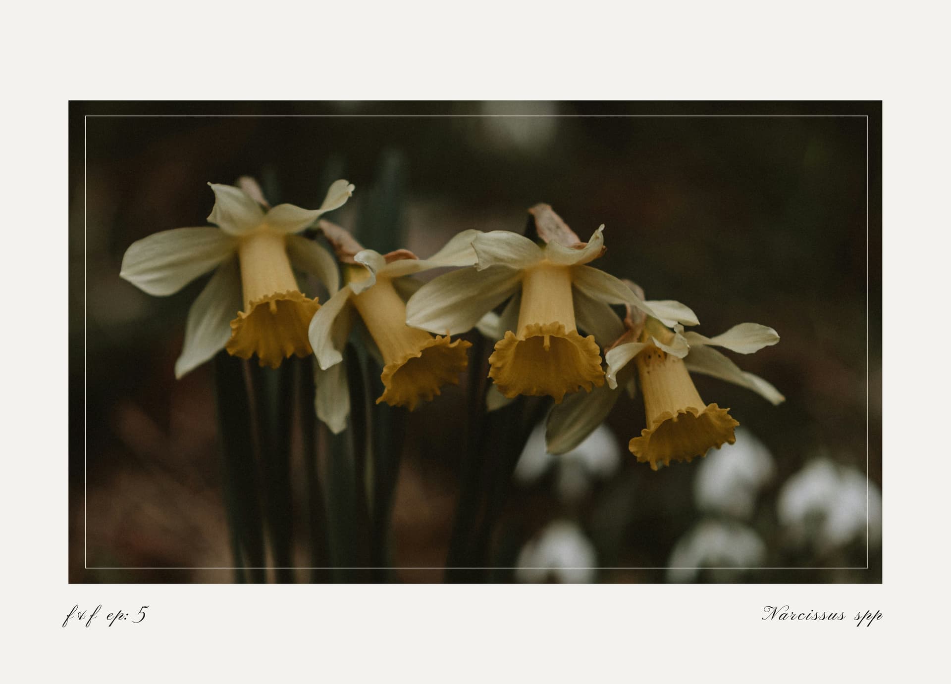 Daffodil - Flowers & Folklore cover