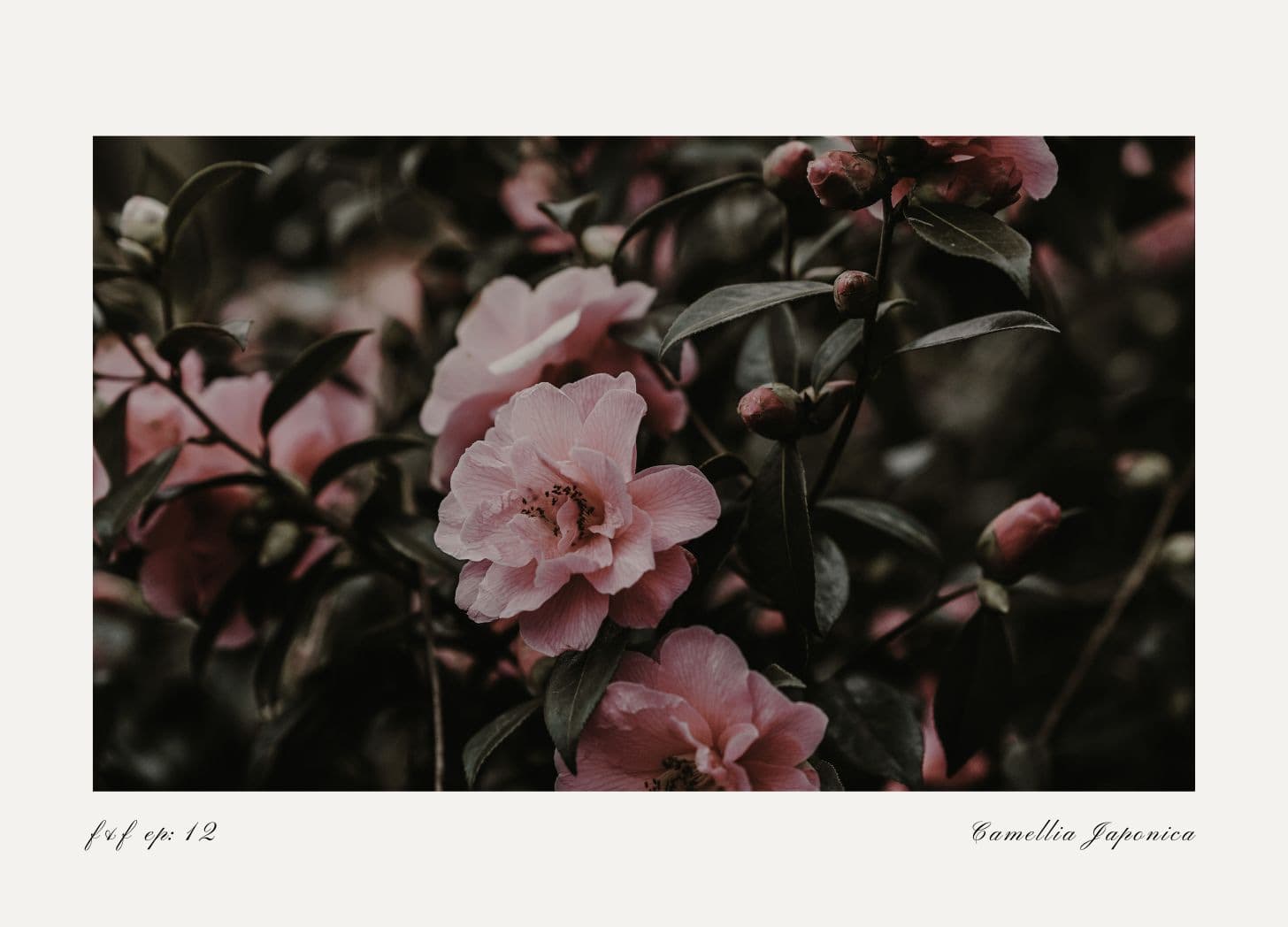 Camellia  - Flowers & Folklore cover