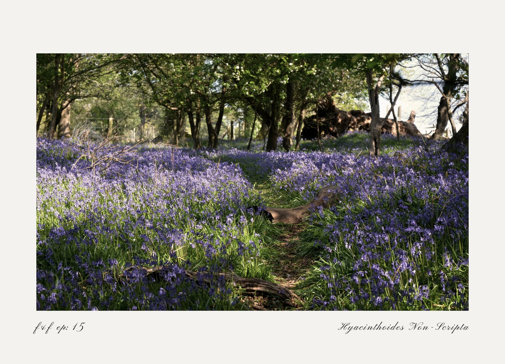 Bluebell - Flowers & Folklore cover