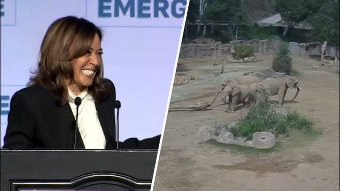 What Kamala Harris Gets Wrong About Elephants - Free Thinking Through the Fourth Turning with Sasha Stone cover