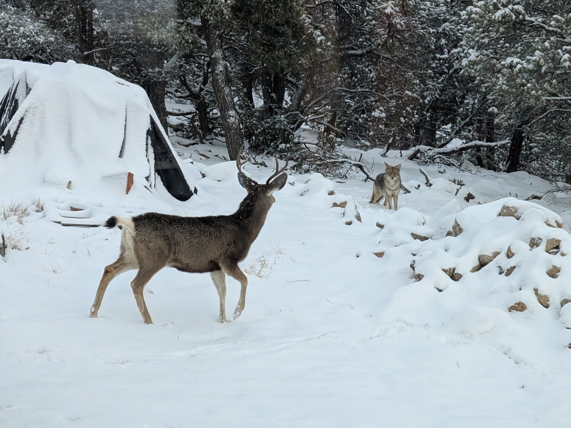 698 - ROMA 105 - Tangentially Speaking with Christopher Ryan cover