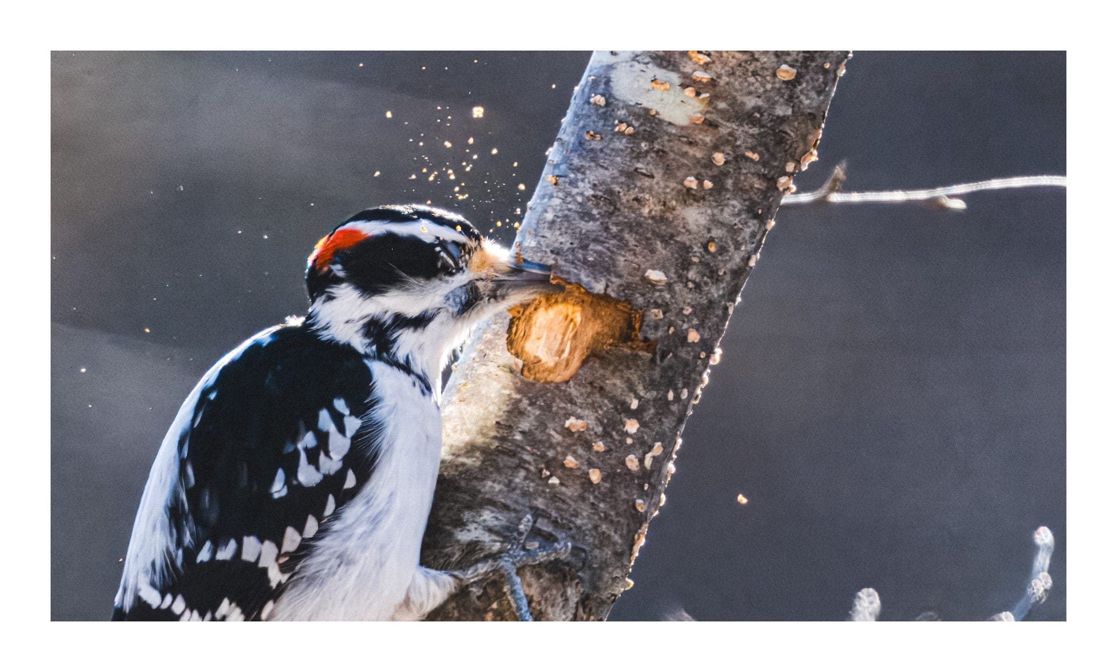 The Long Harvest: On Discipline, Tomatoes, and Delayed Desires - Better Today Than Yesterday cover