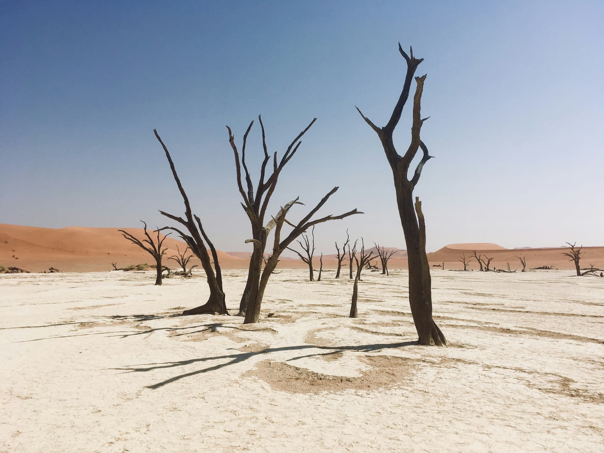 Roundtable: Can Climate Fiction Move the Needle? - The 7am Novelist cover