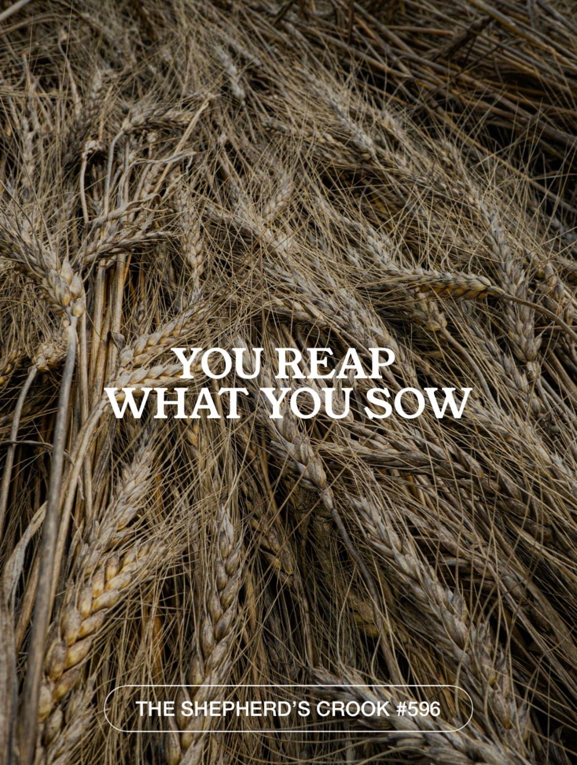 #596 The Dead In Minneapolis Reaped what they Sowed - The Shepherd's Crook cover