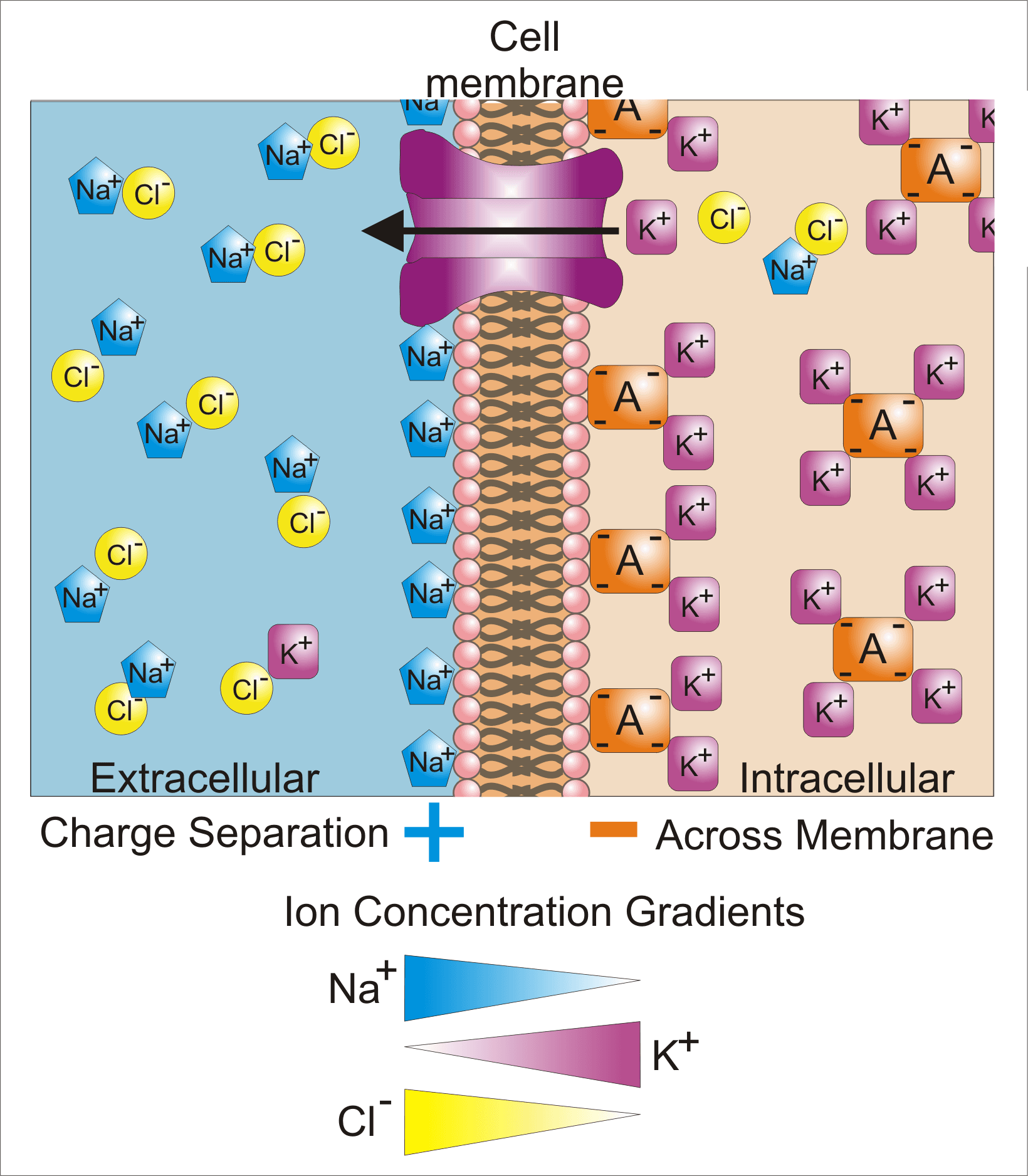 Cell Membrane Potential and Ion Balance - The Rx Bricks Podcast cover