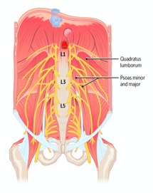 Anatomy of the Posterior Abdominal Wall - The Rx Bricks Podcast cover