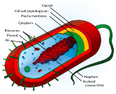 Prokaryote Structure and the Gram Stain - The Rx Bricks Podcast cover