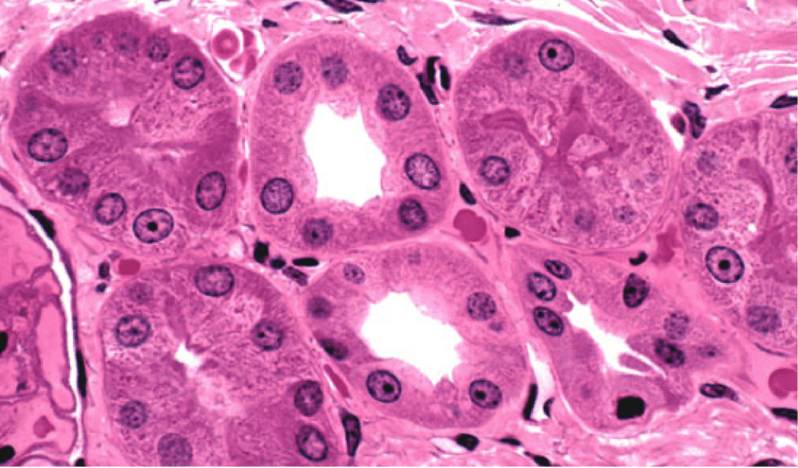 Histology of Epithelial Tissue - The Rx Bricks Podcast cover