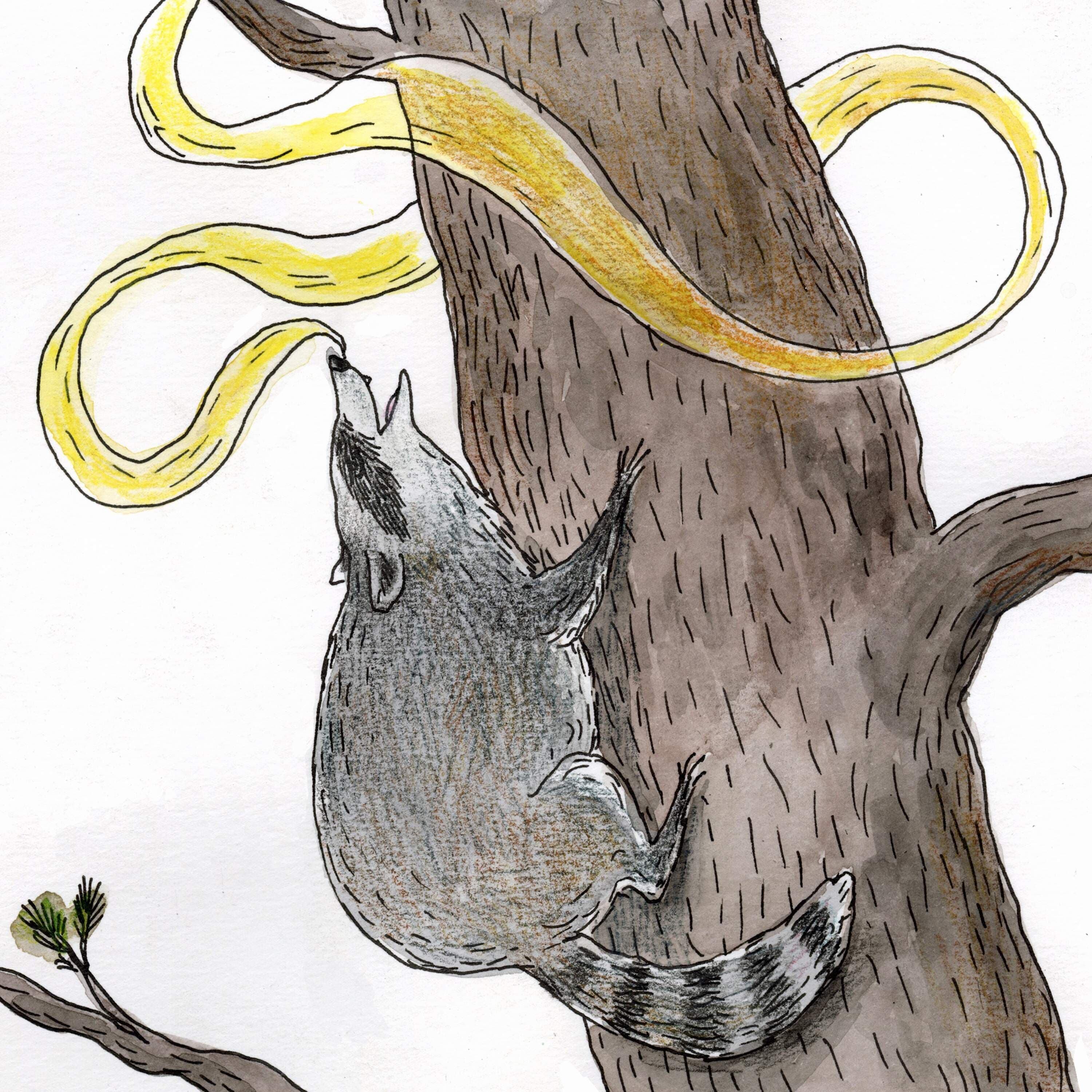 The Masked Bandit - Circle Round cover