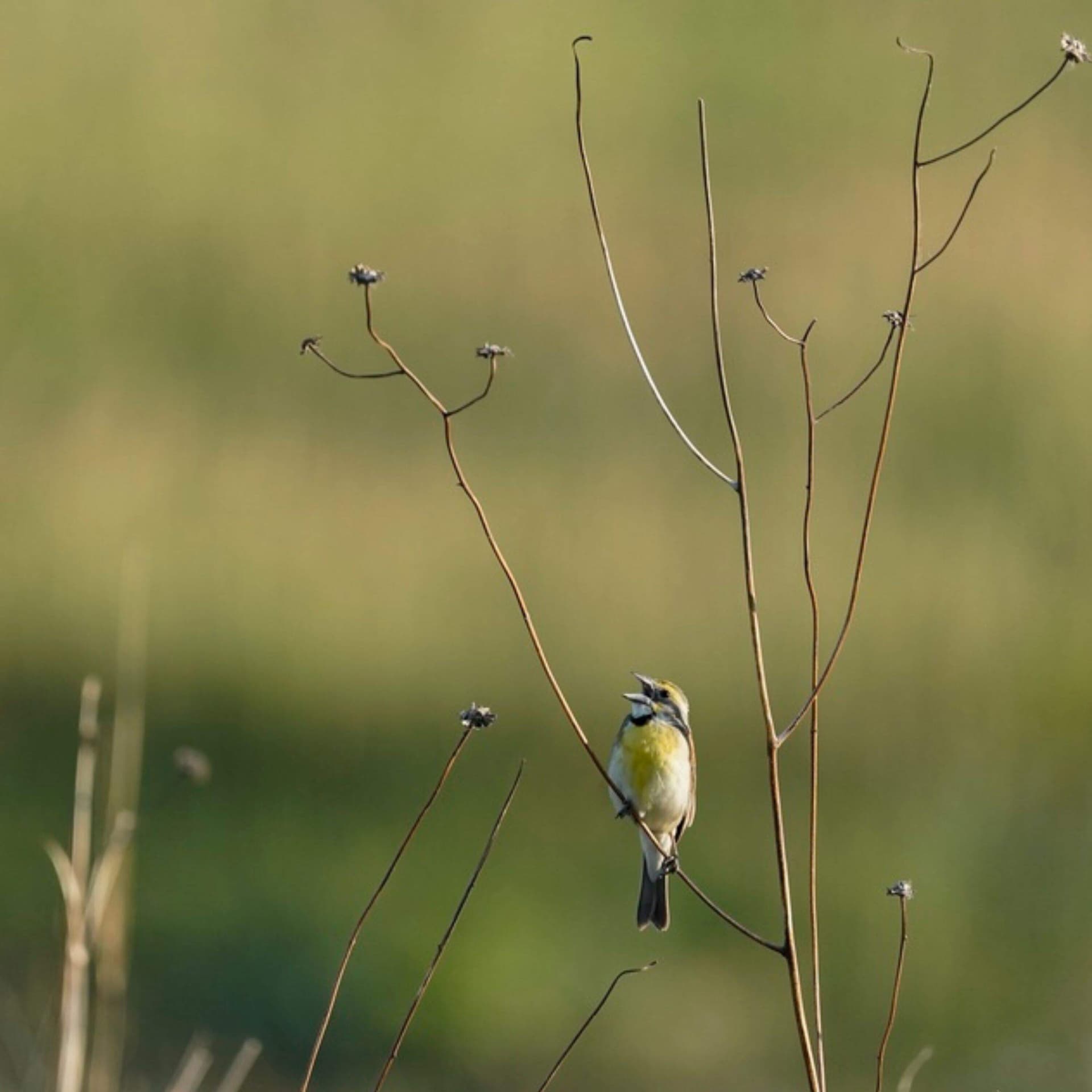 What will it take to save America's birds? - On Point with Meghna Chakrabarti cover