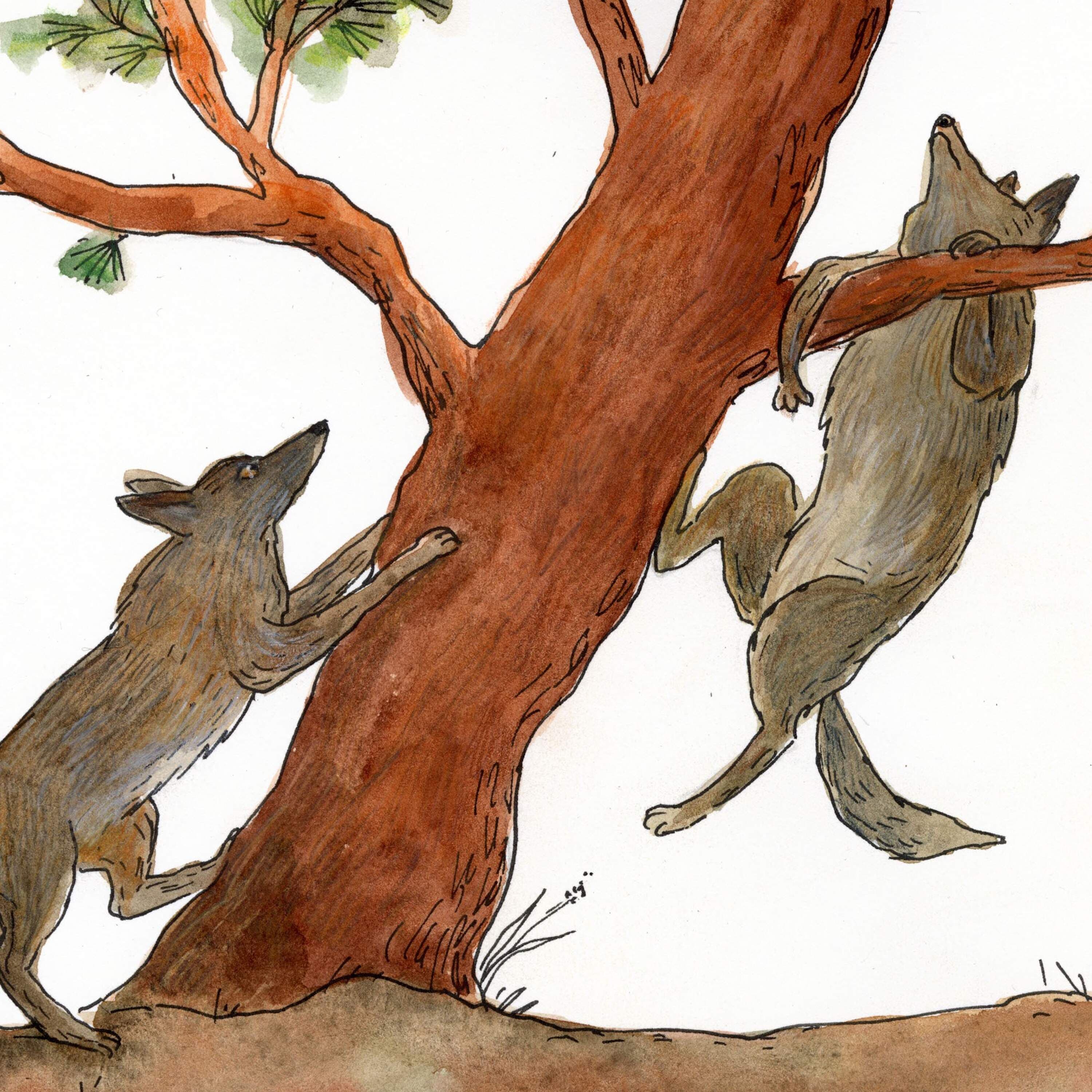 Swift Fox and the Coyote Twins - Circle Round cover