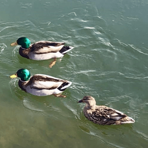 Machine Learning Ops With Chelsea Troy - Arrested DevOps cover