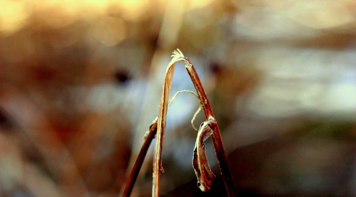 The Gospel of Matthew #22 - Born to Win Podcast - with Ronald L. Dart cover