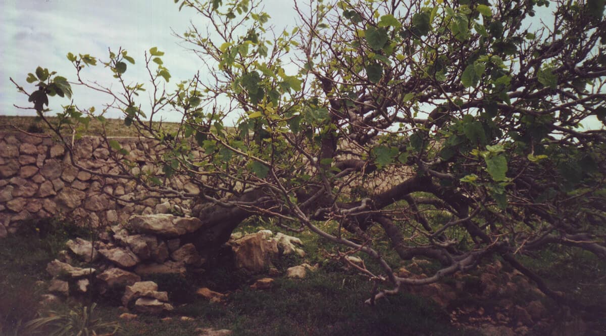 The Gospel of Matthew #33 - Born to Win Podcast - with Ronald L. Dart cover