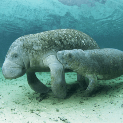 Manatees - The Children's Hour cover