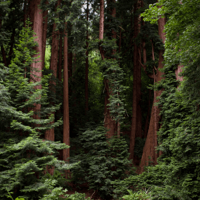 Forests - Podcast Archives - The Children's Hour cover