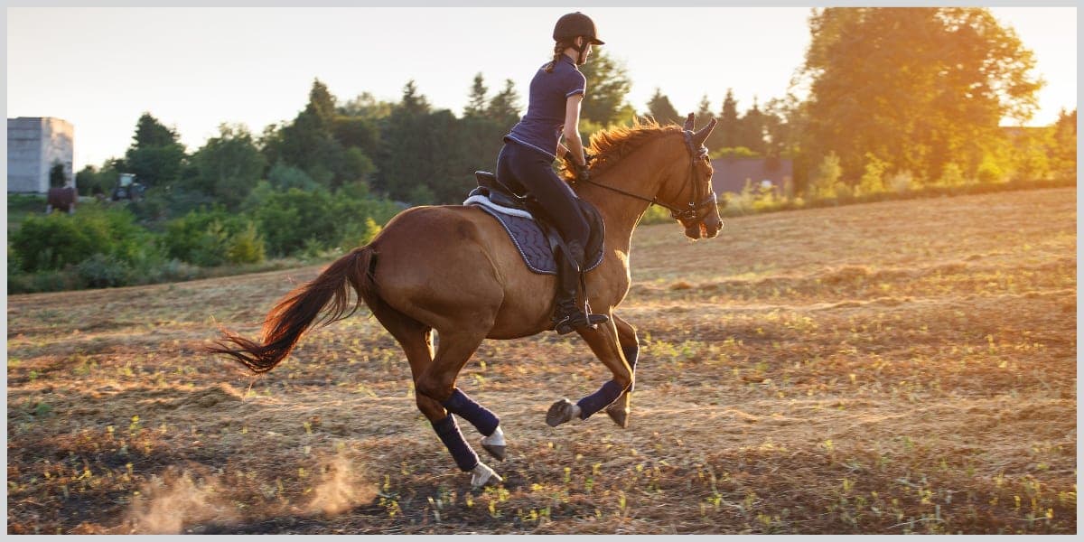 Best Equestrian Dating Sites & Apps - Cupid Mentor cover