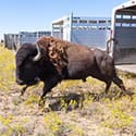 Home on the Range - Telemetry: The sound of science in Yellowstone cover