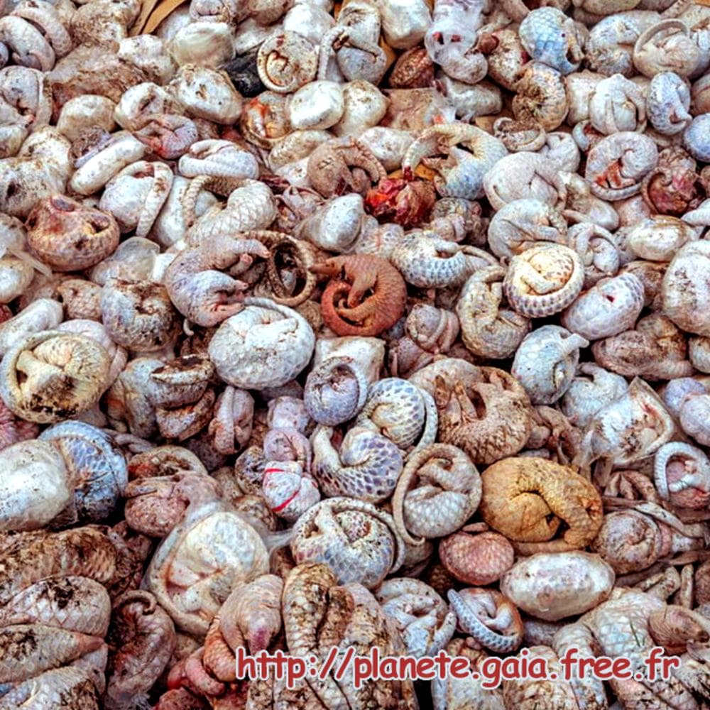 Radio PANdemIK #45 - Radio PANdemIK cover