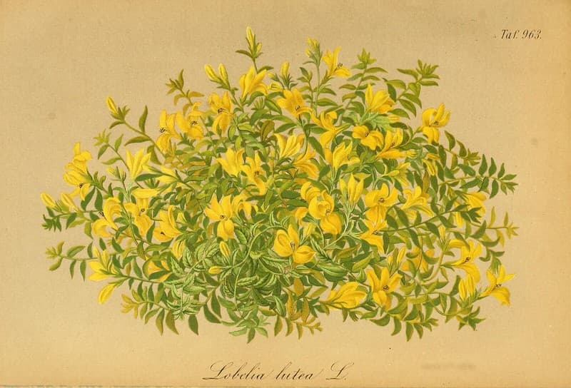 Radio PANdemIK #22 - Radio PANdemIK cover