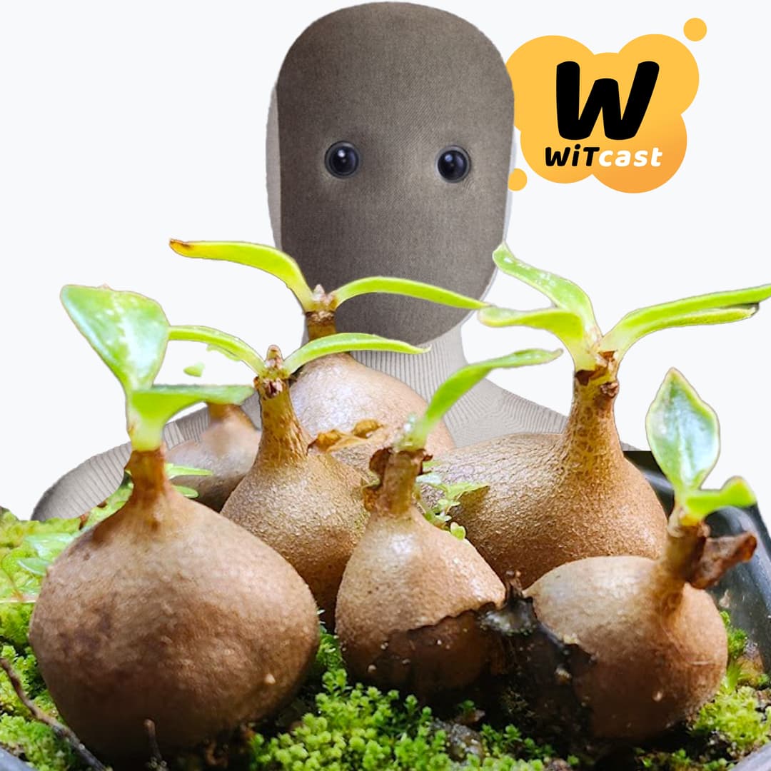 WiTcast 159 – อาบันปลูกกุหลาบ / ช้าก่อน Artificial Super Intelligence / หุ่นยนต์รับใช้ / พืชมด Ant Plant / WiT Quiz - WiTcast cover