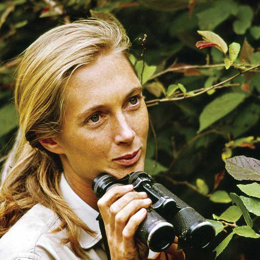 ZT-177 De donde apareció la madre de Jane Goodal? - zetatesters cover