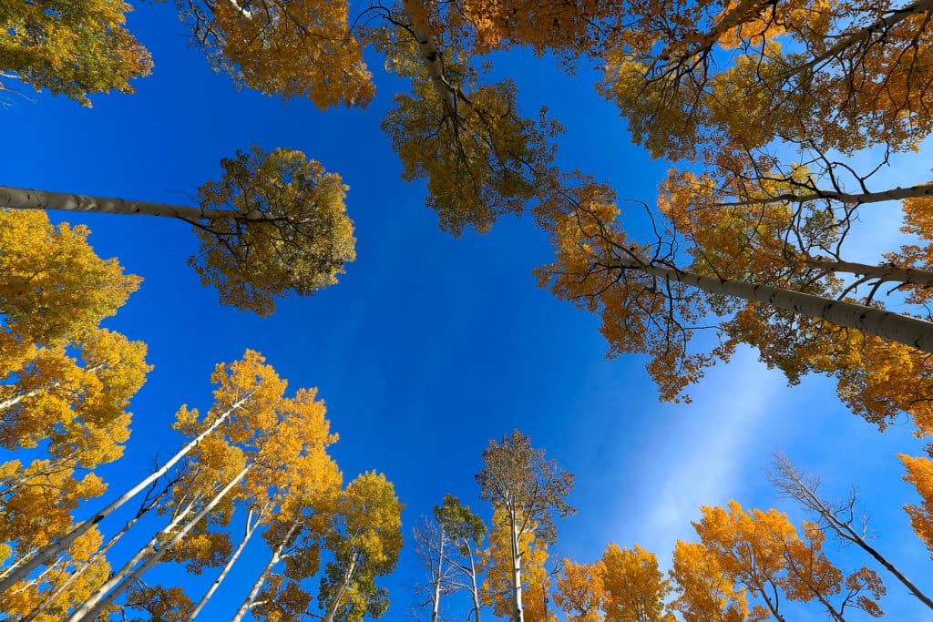 020 | Transitioning Into the Fall Season - Technicolor Mindset - Technicolor Mindset cover