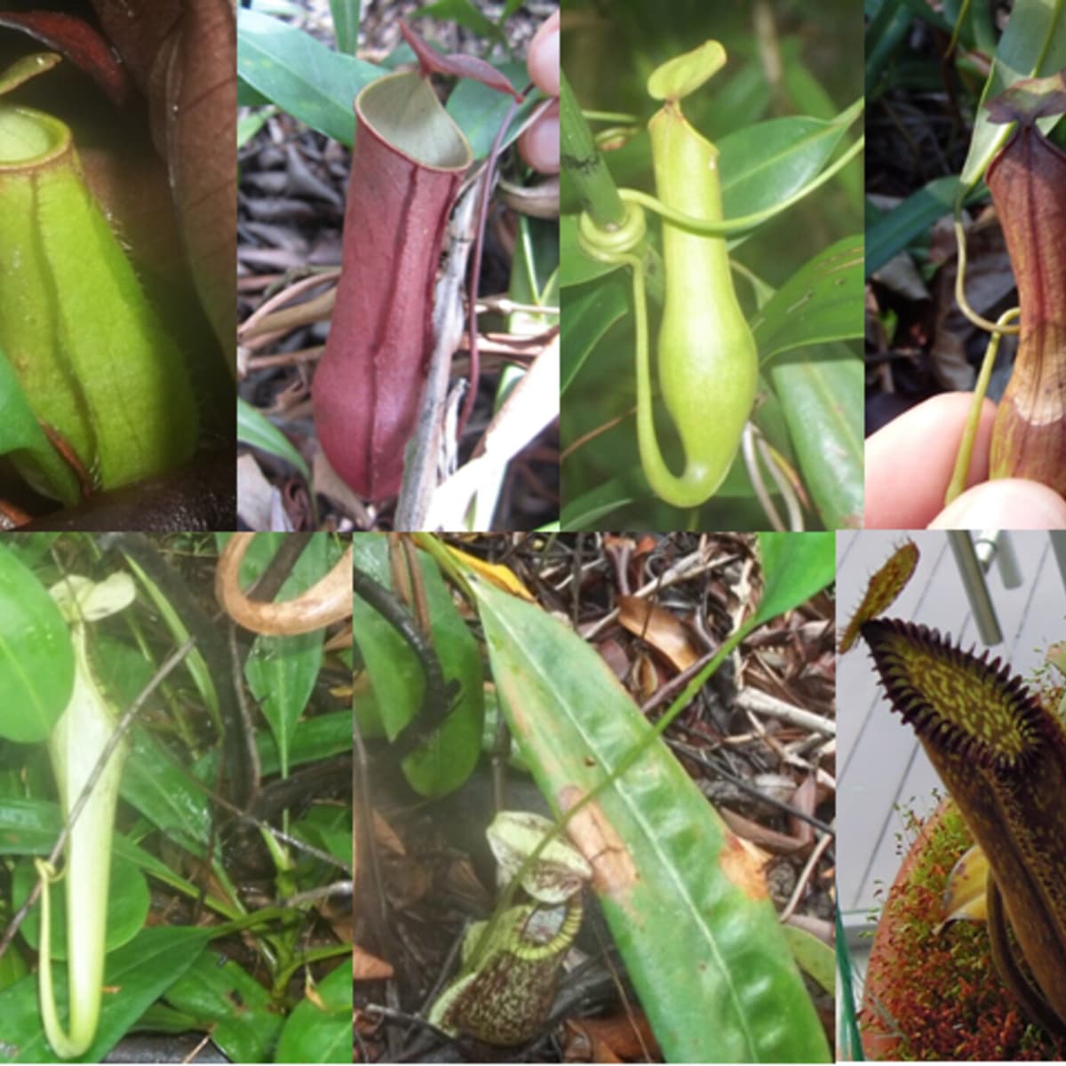 Ep. 558 - Insights into Pitcher Plant Evolution - In Defense of Plants Podcast cover