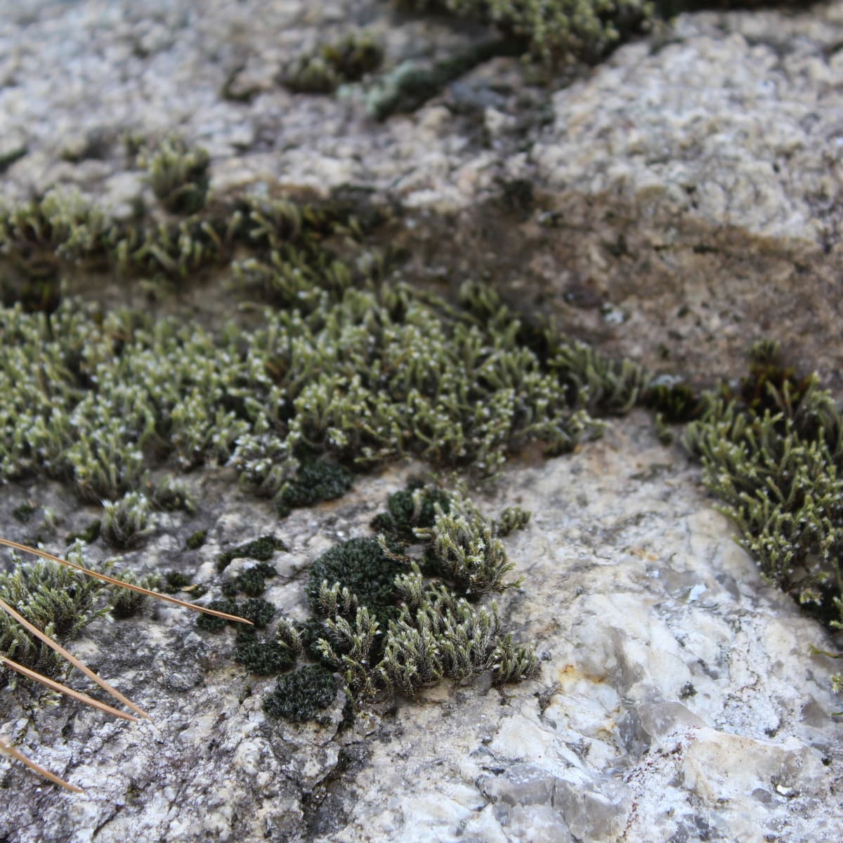 Ep. 567 - Moss Traits and More - In Defense of Plants Podcast cover