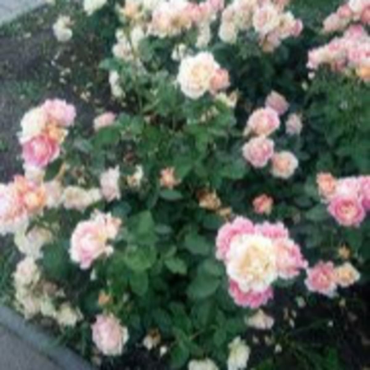 DER BEWEIS, DASS ICH AM LEBEN BIN - das abendbrot cover