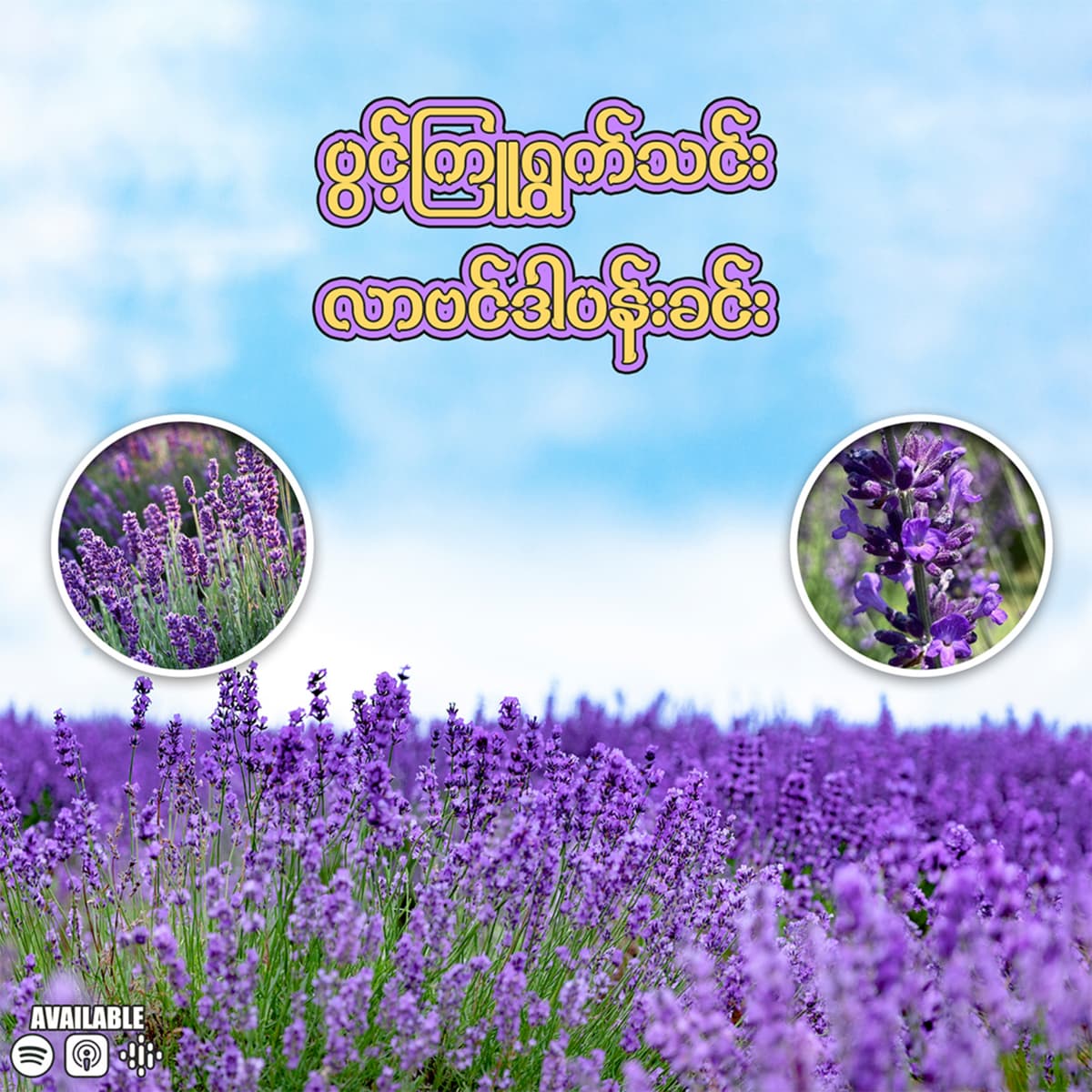 "ပွင့်ကြူ ရွက်သင်း လာဗန်ဒါပန်းခင်း" - Z-Lann cover