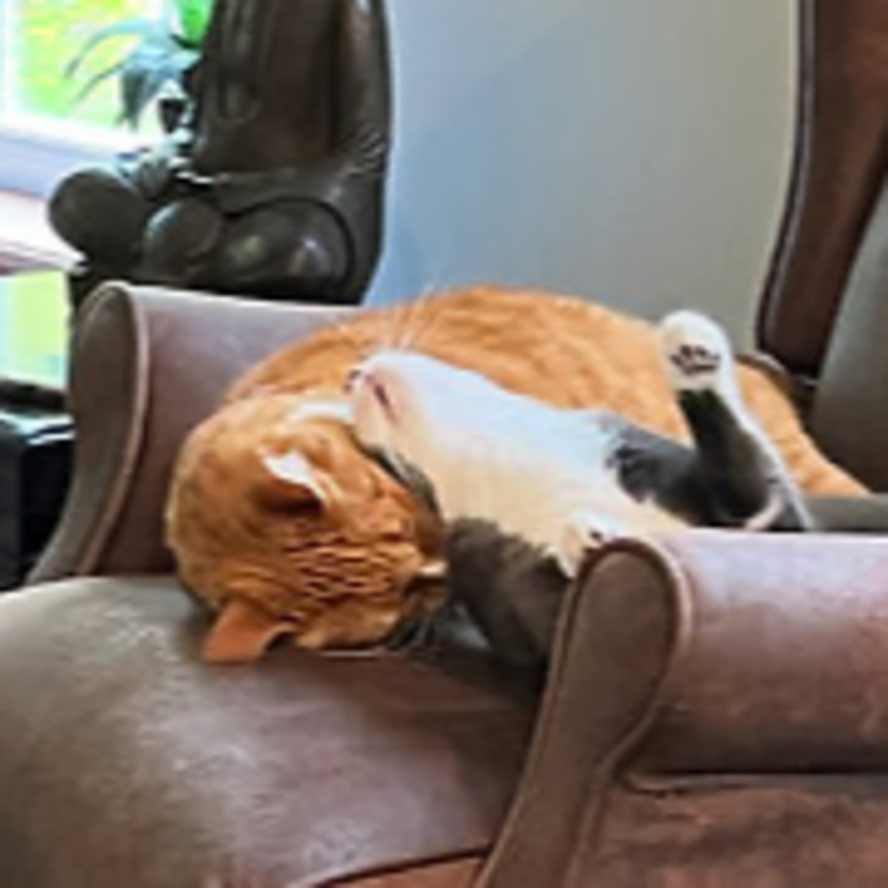 Episode 2852 CWSA 05/27/25 - Real Coffee with Scott Adams cover