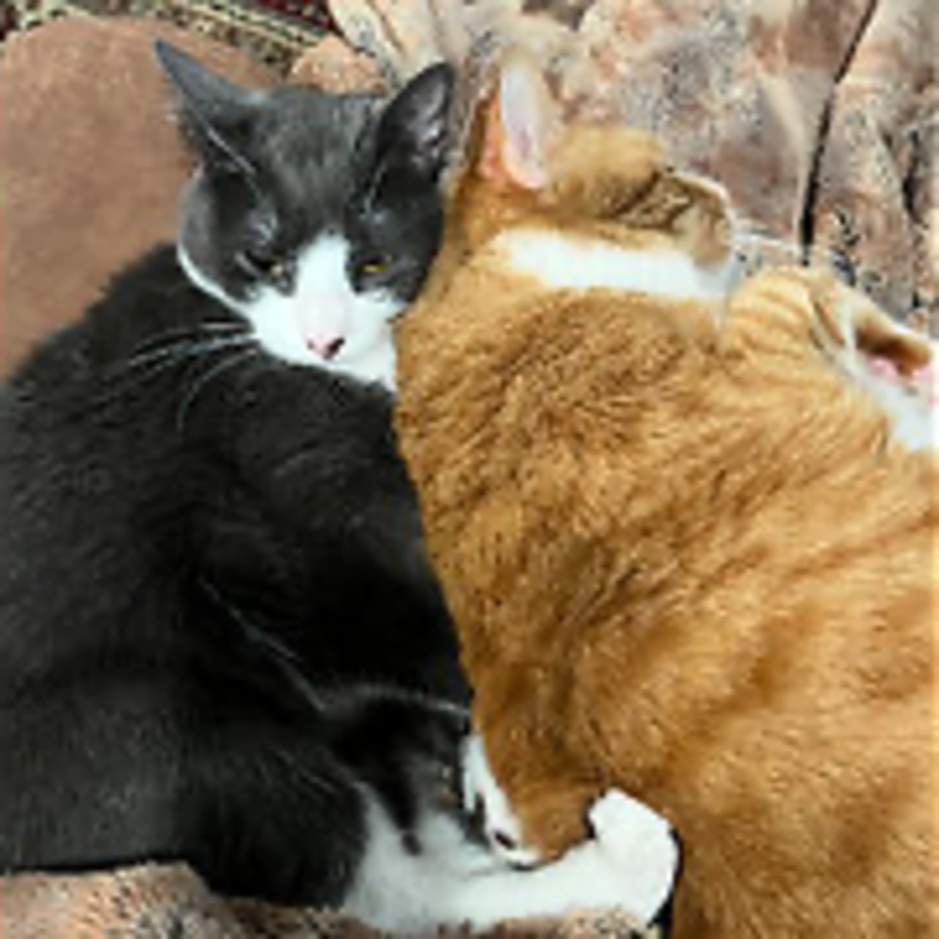 Episode 2874 CWSA 06/20/25 - Real Coffee with Scott Adams cover