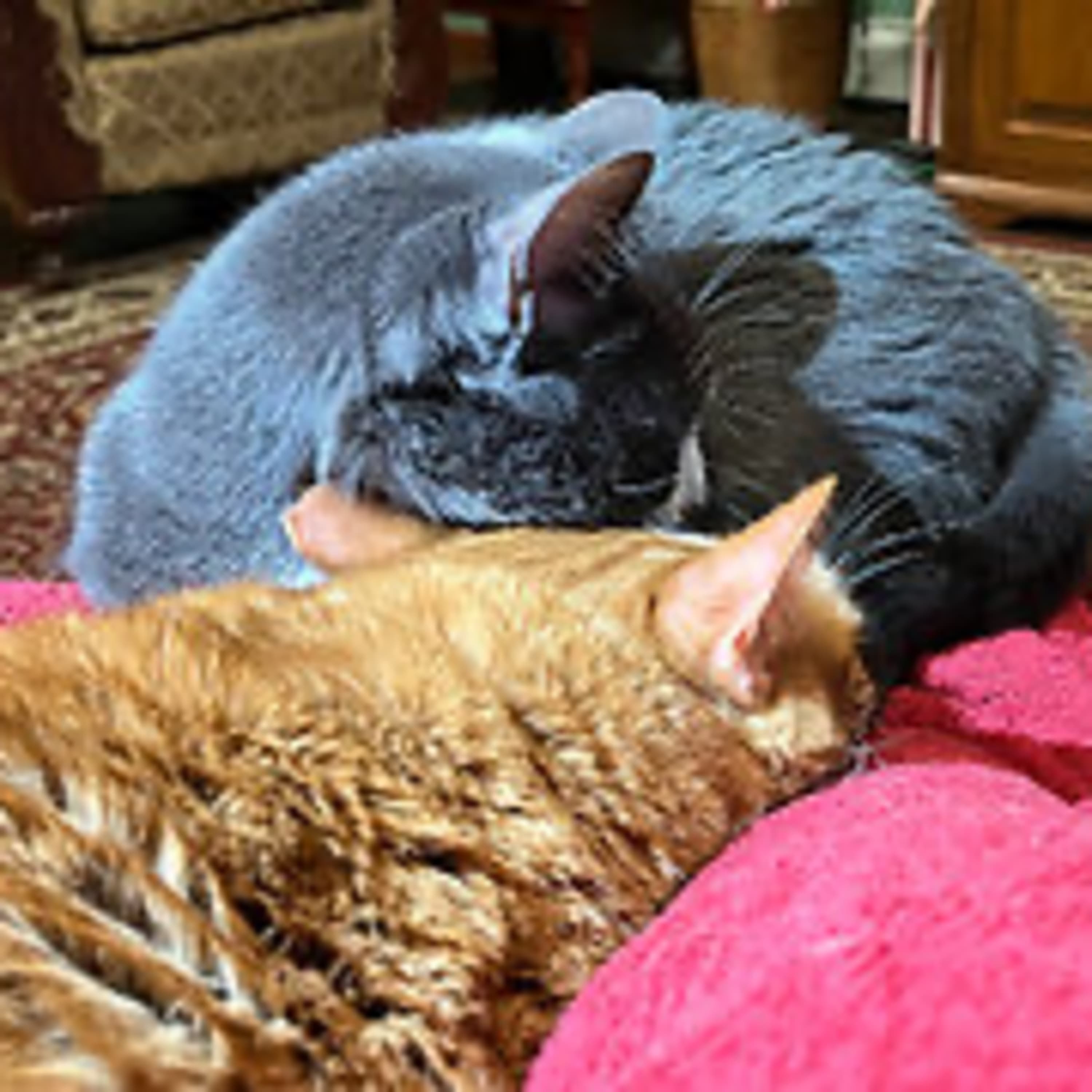 Episode 2896 CWSA 07/13/25 - Real Coffee with Scott Adams cover