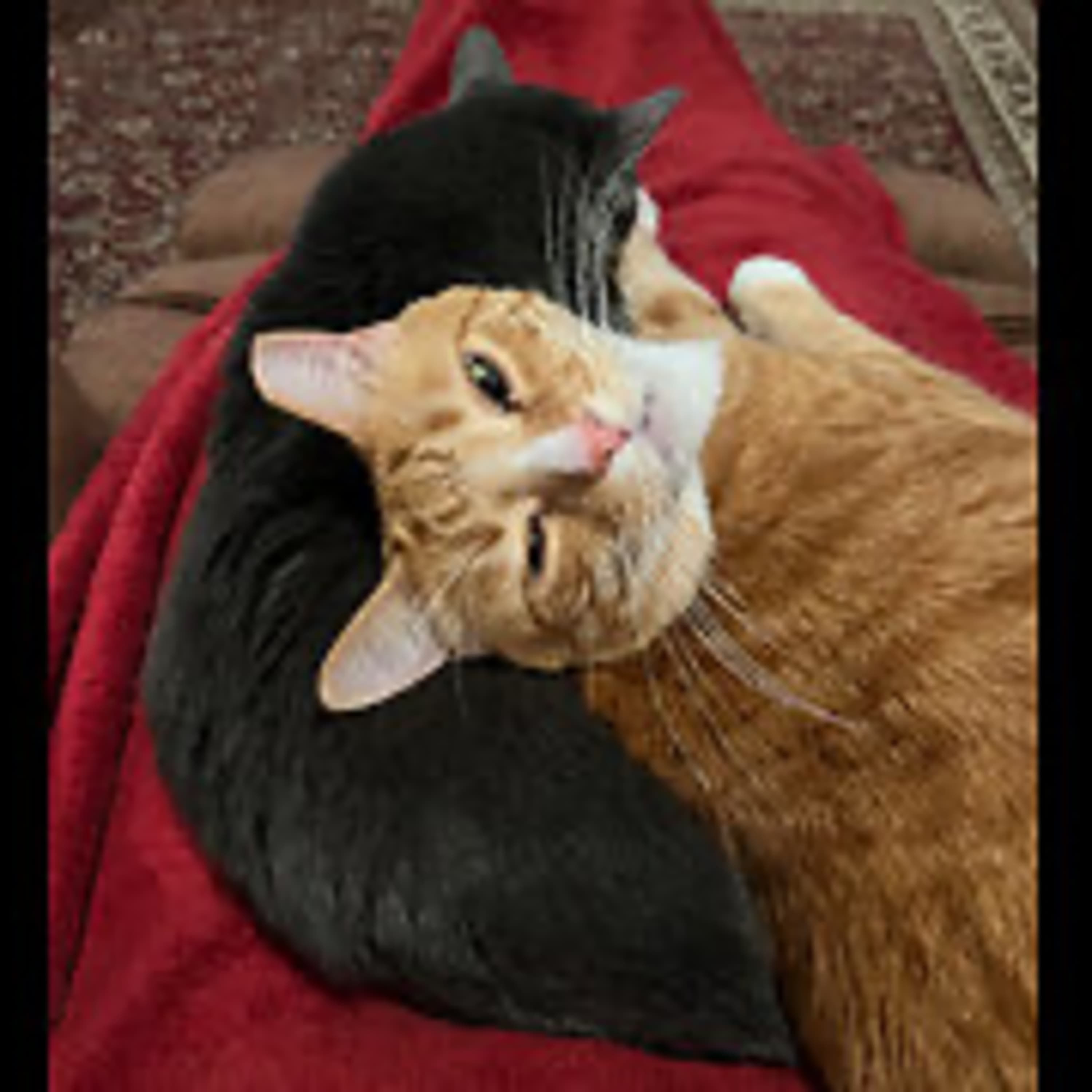 Episode 2898 CWSA 07/15/25 - Real Coffee with Scott Adams cover