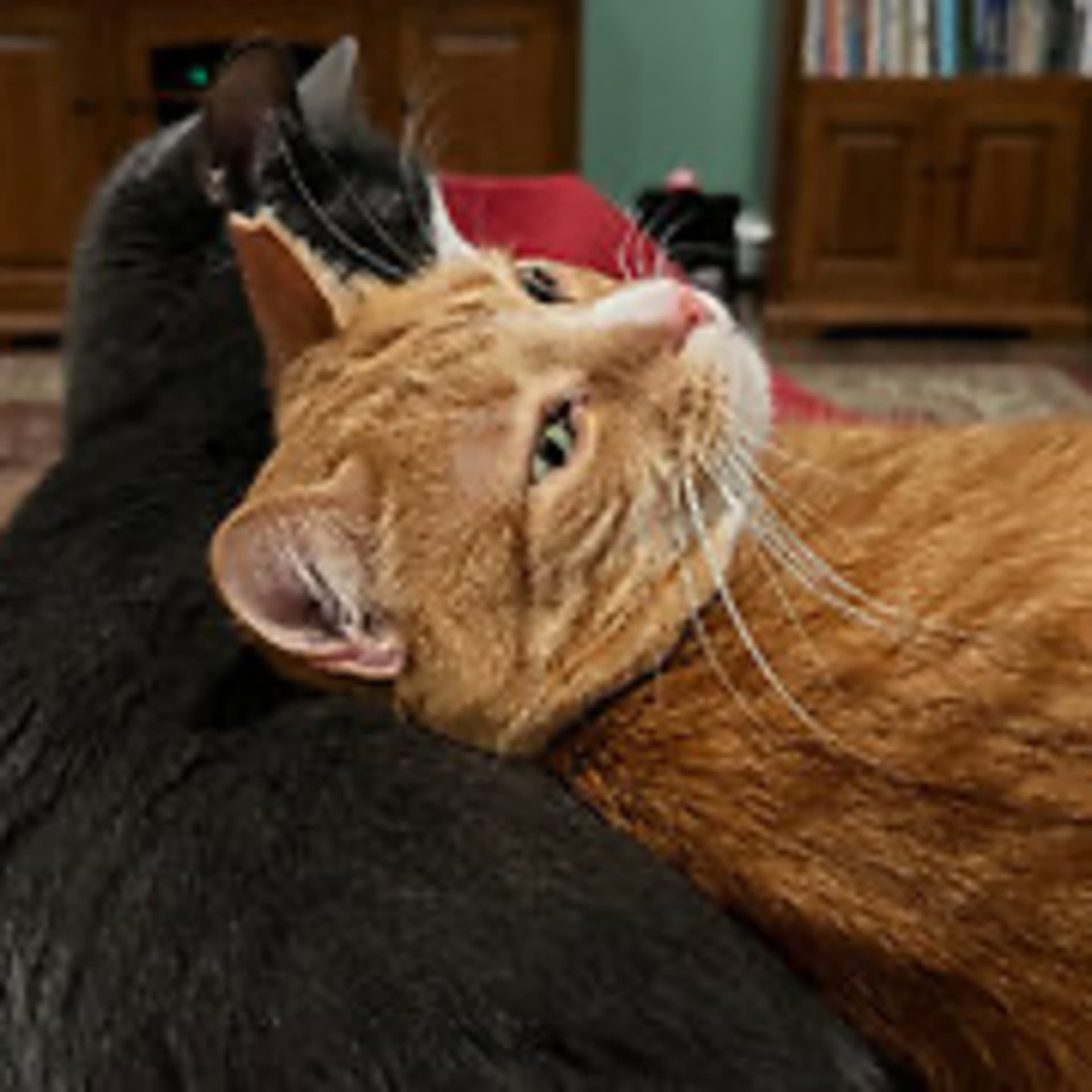 Episode 2904 CWSA 07/21/25 - Real Coffee with Scott Adams cover