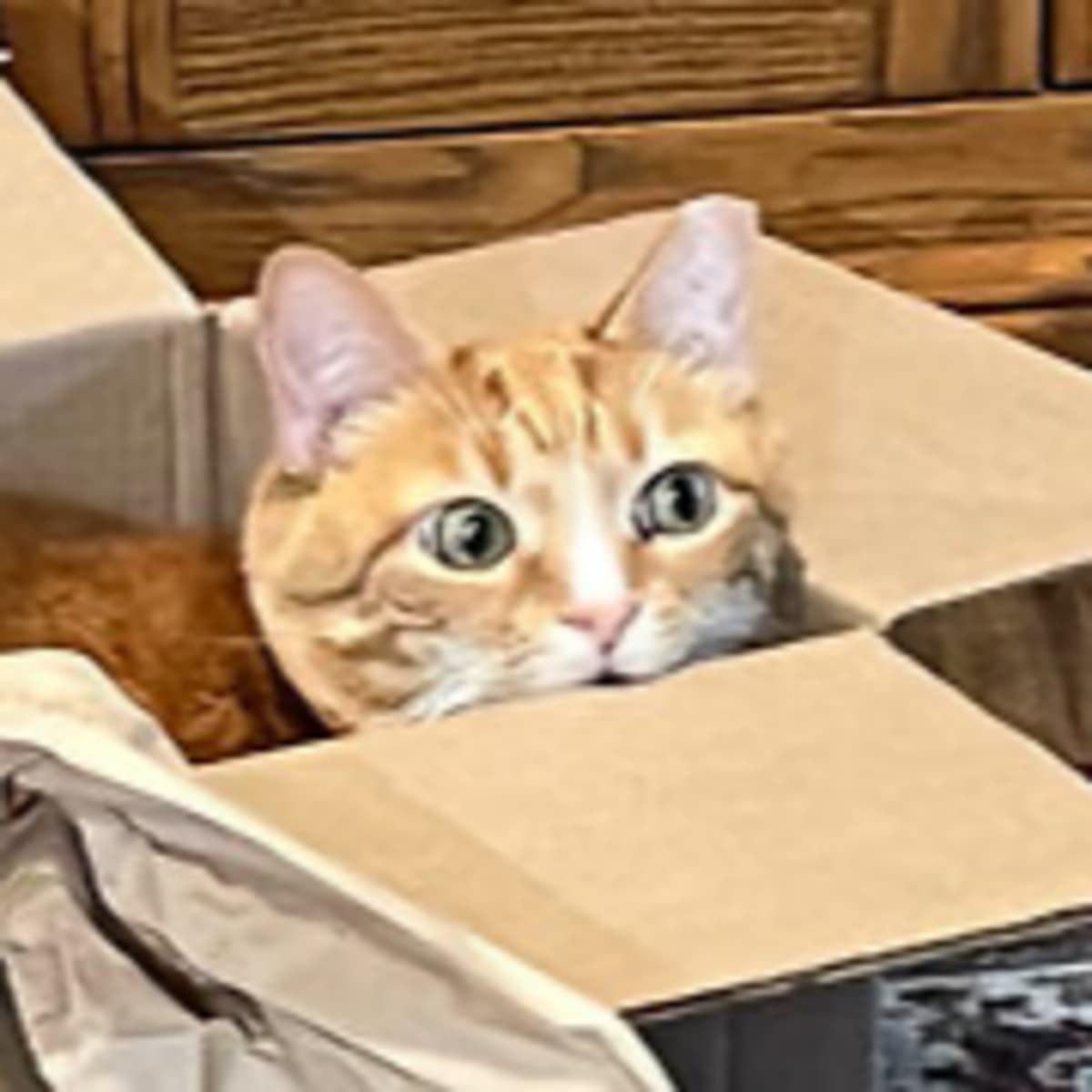 Episode 2921 CWSA 08/08/25 - Real Coffee with Scott Adams cover