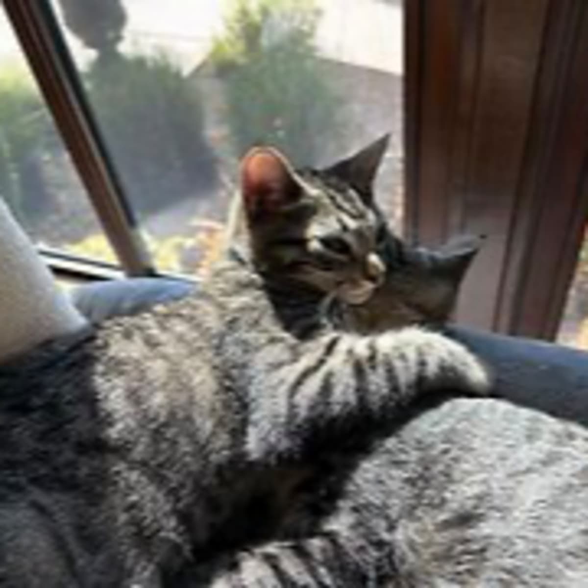 Episode 2940 CWSA 08/27/25 - Real Coffee with Scott Adams cover