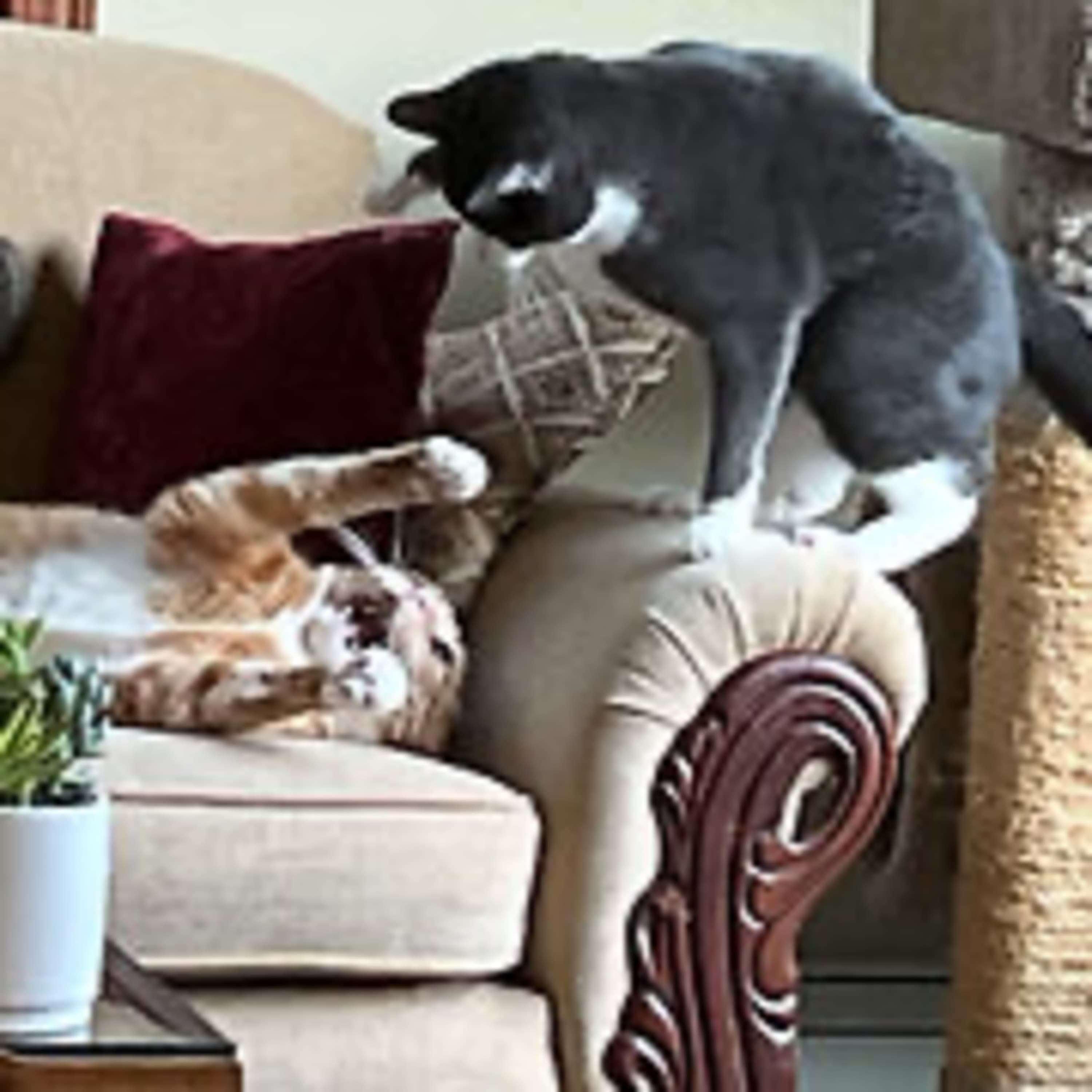 Episode 2944 CWSA 08/31/25 - Real Coffee with Scott Adams cover