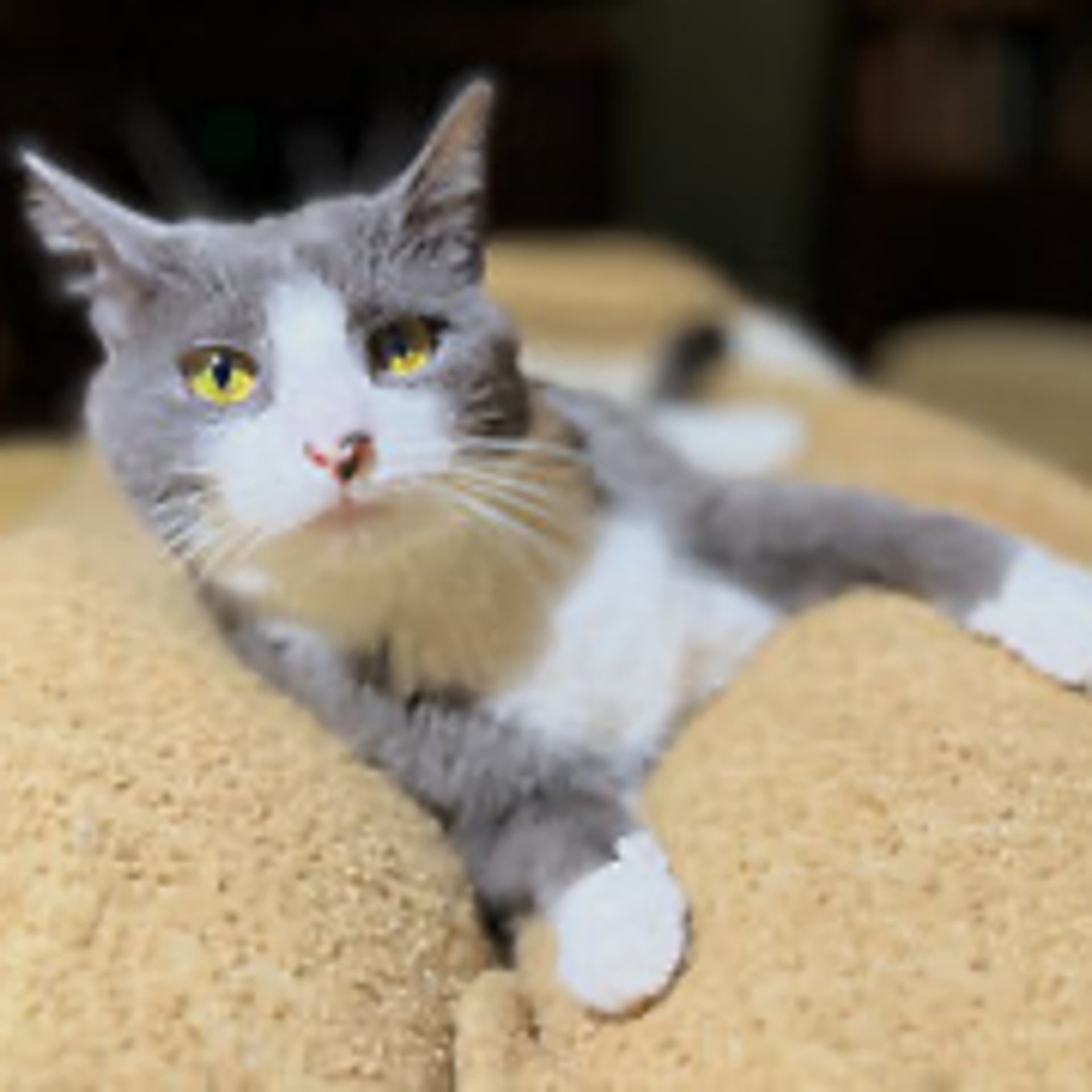 Episode 2971 CWSA 09/27/25 - Real Coffee with Scott Adams cover