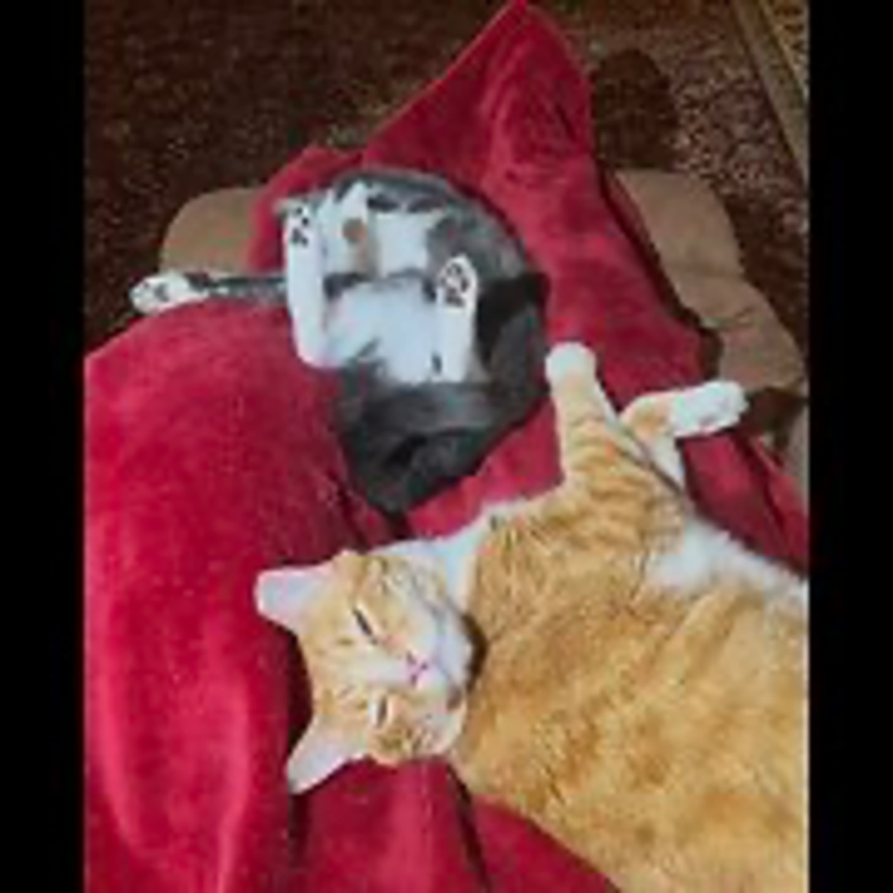 Episode 2997 CWSA 10/23/25 - Real Coffee with Scott Adams cover