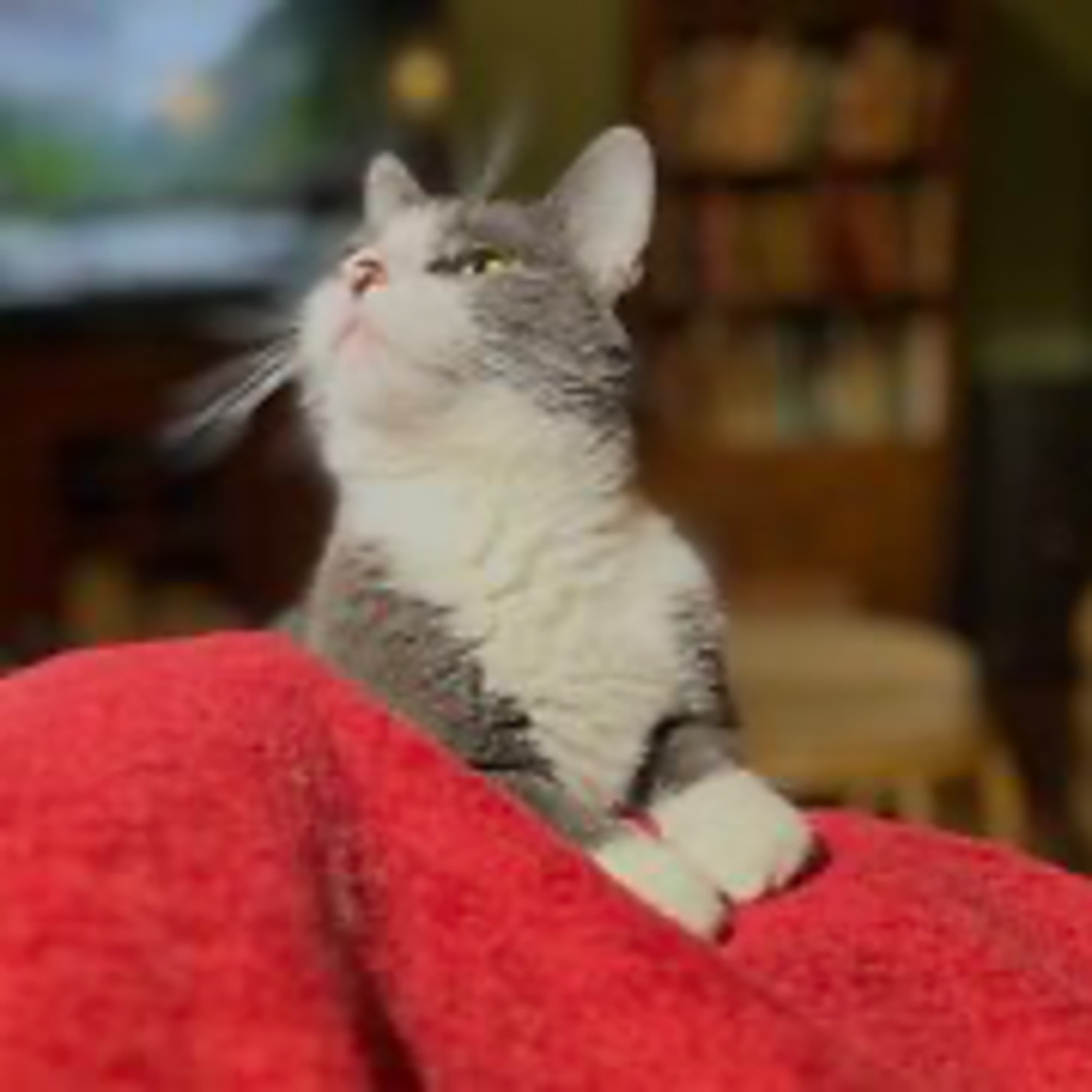 Episode 3034 CWSA 12/02/25 - Real Coffee with Scott Adams cover