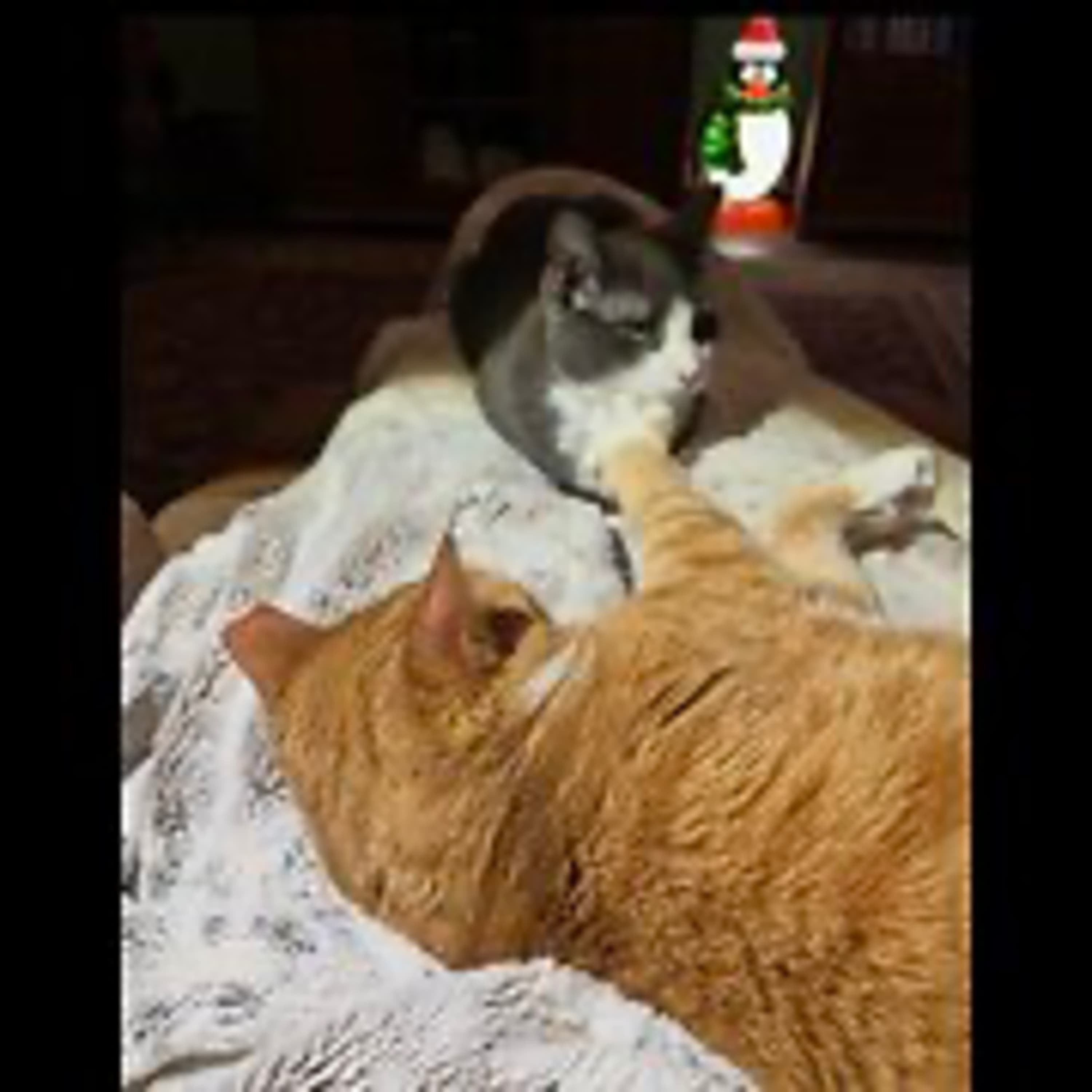 Episode 3053 CWSA 12/25/25 - Real Coffee with Scott Adams cover