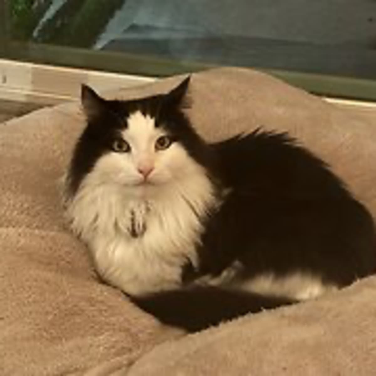 Episode 3102 - The Scott Adams School 02/25/26 - Real Coffee with Scott Adams cover